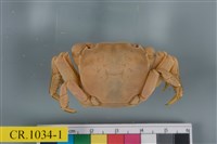 藏品(肉球近方蟹)的圖片